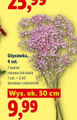 Gipsówka różowa 4-pak promocja w Lidl