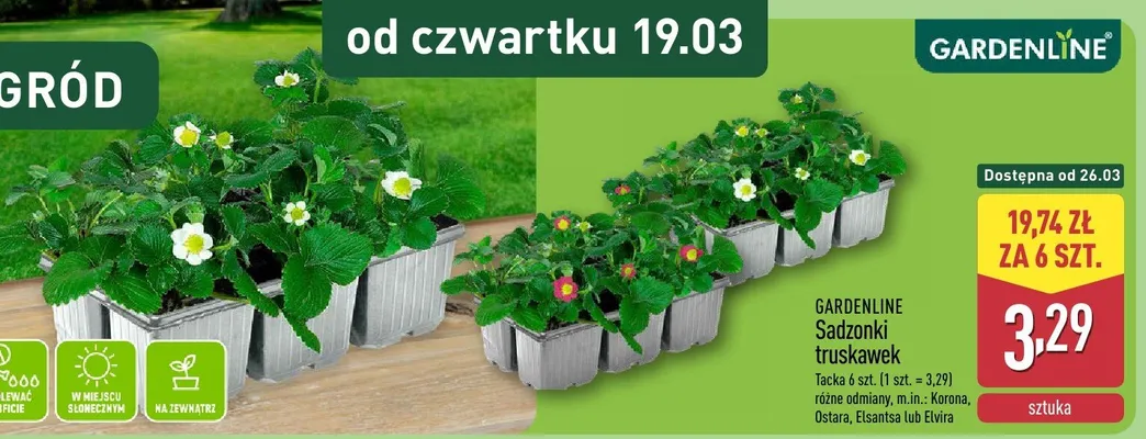 Sadzonki truskawek promocja w Aldi