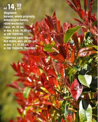 Katalog Ogród, strona 92 promocja w OBI