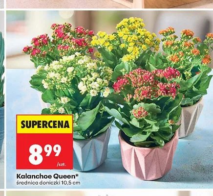 Kalanchoe Queen średnica doniczki 10,5 cm promocja w Biedronka