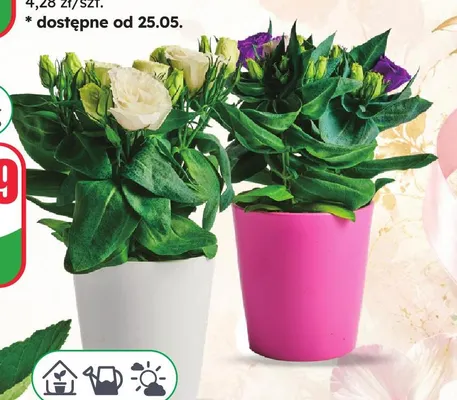 Eustoma w ceramice doniczka 12cm wysokość 20cm promocja w Dino