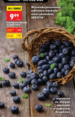 Borówka amerykańska SEKOYA XL 150 g promocja w Biedronka