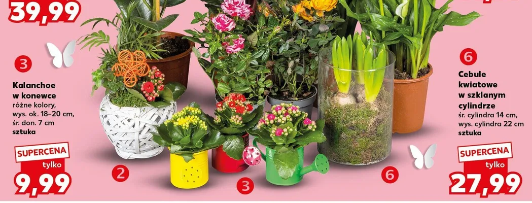 Cebule kwiatowe w szklanym cylindrze promocja w Kaufland