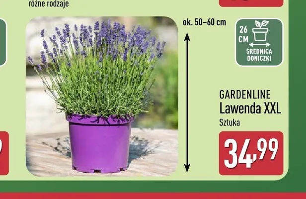 Lawenda XXL GARDENLINE promocja w Aldi