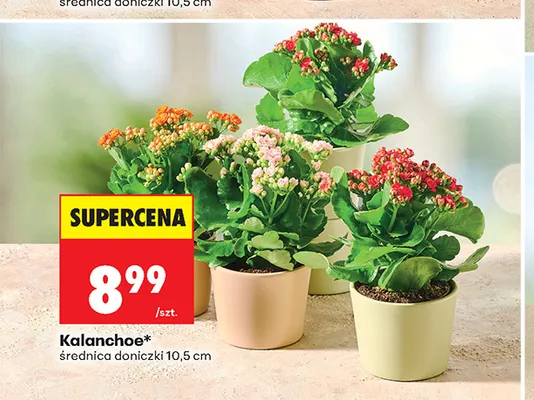 Kalanchoe promocja w Biedronka