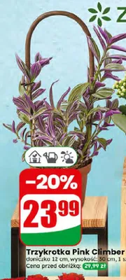 Trzykrotka Pink Climber promocja w Dino