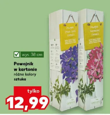 Powojnik w kartonie różne kolory promocja w Kaufland