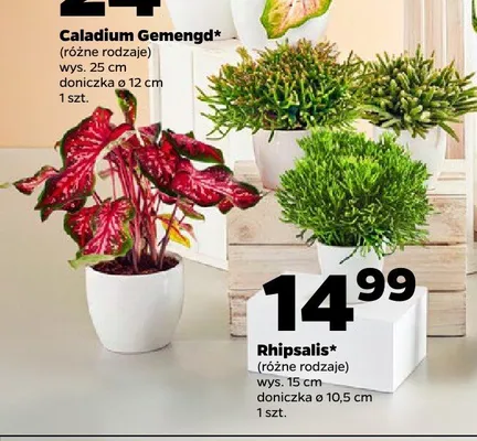 Rhipsalis promocja w Netto