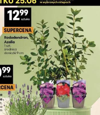 Rododendron promocja w Delikatesy Centrum