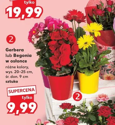 Gerbera w osłonce wys. 20-25cm śr. don. 9cm promocja w Kaufland
