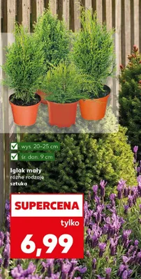 Iglak mały różne rodzaje promocja w Kaufland