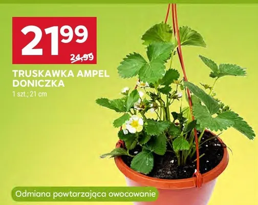 Truskawka ampel doniczka 21cm promocja w Stokrotka