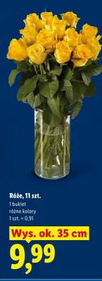Róże 11 szt. promocja w Lidl