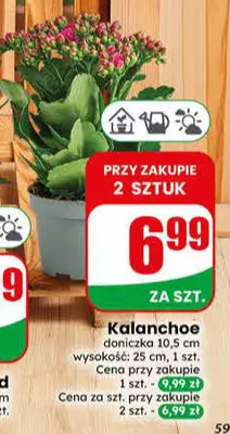 Kalanchoe promocja w Dino