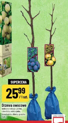 Drzewa owocowe wybrane rodzaje jabłoń, czereśnia, nektarynka, brzos­kwinia, śliwka, gruszka promocja w POLOmarket