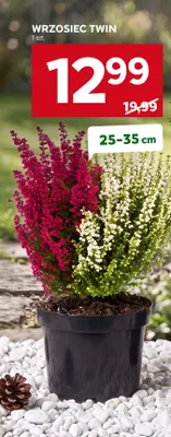 Wrzosiec Twin 25-35 cm promocja w Stokrotka