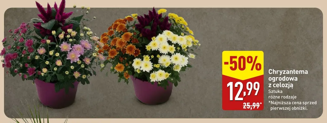 Chryzantema ogrodowa z celozją promocja w Aldi