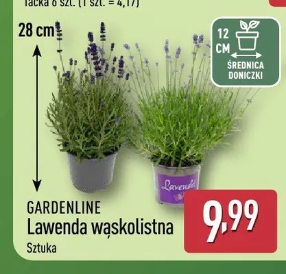 Lawenda wąskolistna Gardenline promocja w Aldi