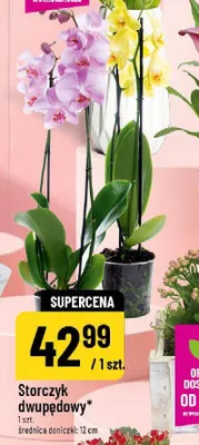Storczyk dwupędowy średnica doniczki 12cm promocja w POLOmarket