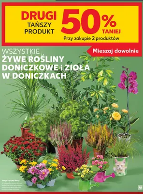 Żywe rośliny doniczkowe i zioła w doniczkach promocja w Kaufland