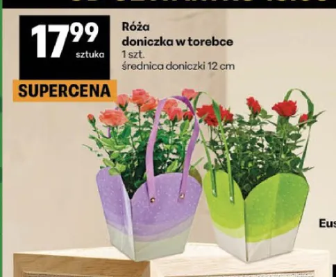 Róża doniczka w torebce promocja w Delikatesy Centrum
