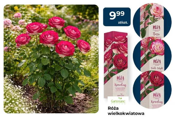 Róża wielkokwiatowa Dessa promocja w PSB Mrówka