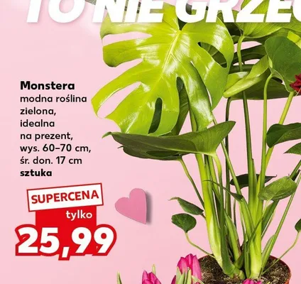 Monstera modna roślina zielona, idealna na prezent promocja w Kaufland