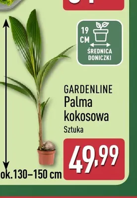 Palma kokosowa Gardenline promocja w Aldi