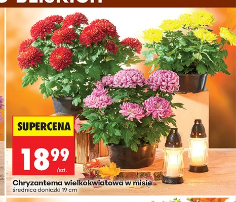Chryzantema wielkokwiatowa w misie promocja w Biedronka