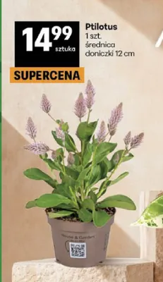 Ptilotus promocja w Delikatesy Centrum