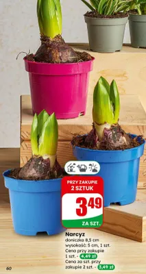 Narcyz doniczka 8,5 cm  promocja w Dino