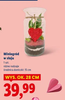 Miniogród w słoju różne rodzaje promocja w Lidl