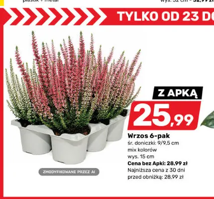 Wrzos 6-pak promocja w Bricomarche