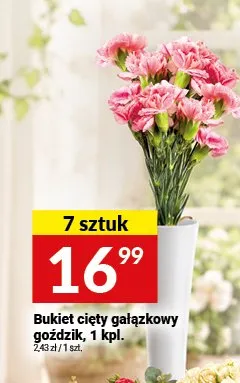 Bukiet cięty gałązkowy goździk promocja w Twój Market