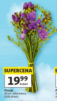 Frezje 10szt. promocja w Auchan