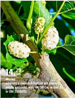 Morwa odmiany o owocach białych lub czarnych, małe sadzonki promocja w OBI