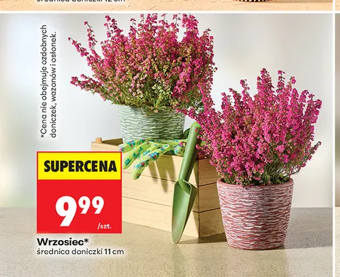 Wrzosiec promocja w Biedronka