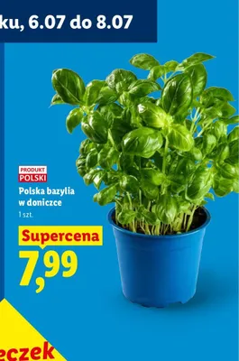Polska bazylia w doniczce Ryneczek Lidla promocja w Lidl