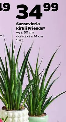 Sansevieria kirkii Friends promocja w Netto