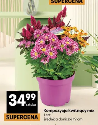 Kompozycja kwitnący mix promocja w Delikatesy Centrum