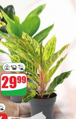 Aglaonema promocja w Dino