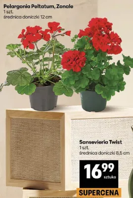 Sansevieria Twist średnica doniczki 8,5cm promocja w Delikatesy Centrum