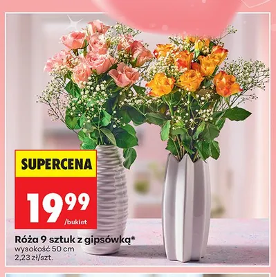 Róża 9 sztuk z gipsówką promocja w Biedronka