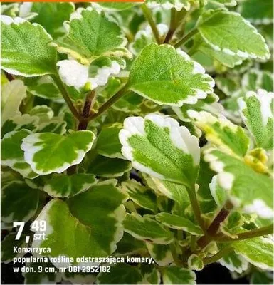 Komarzyca popularna 'Valfina' odstraszająca komary promocja w OBI