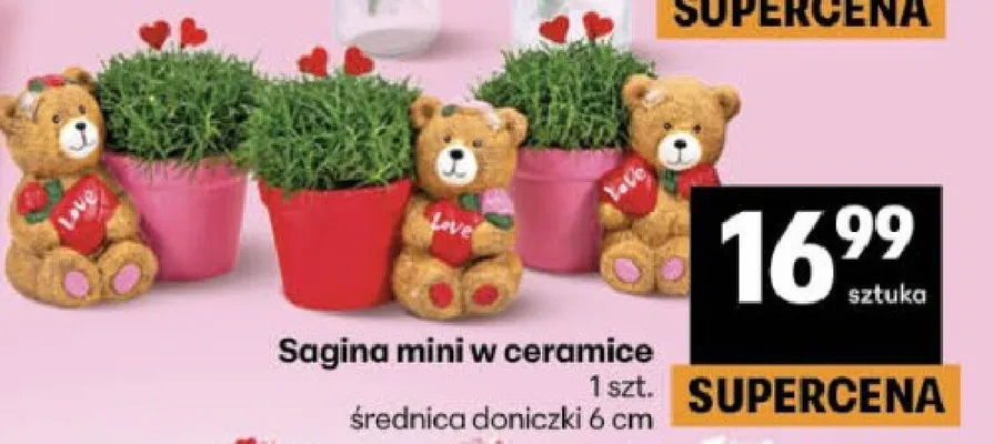 Sagina mini w ceramice promocja w Delikatesy Centrum