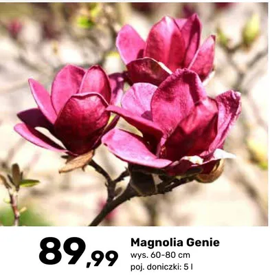 Magnolia Genie promocja w Bricomarche
