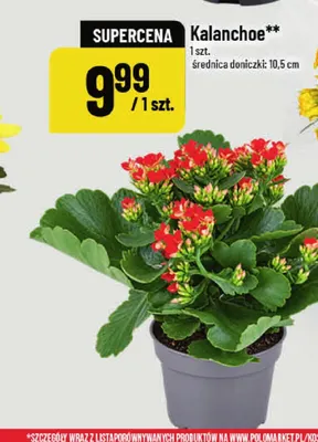 Kalanchoe promocja w POLOmarket