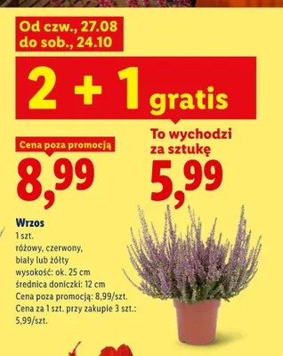 Wrzos różowy promocja w Lidl