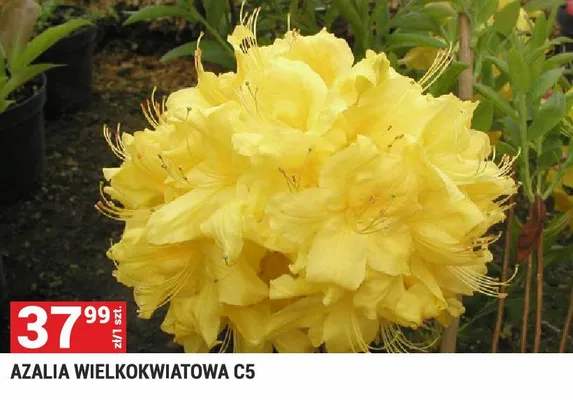 Azalia wielkokwiatowa C5 promocja w Merkury Market