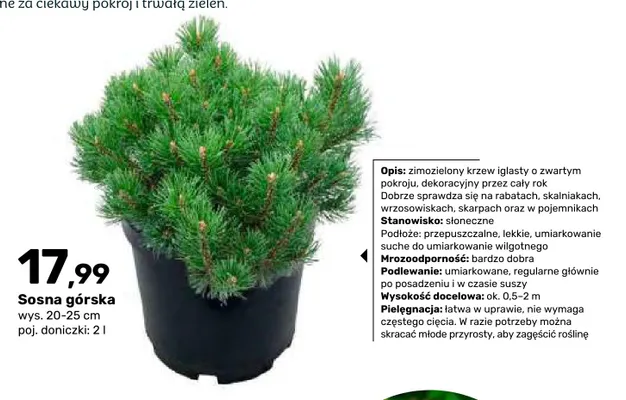 Sosna górska promocja w Bricomarche